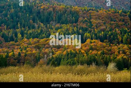 Archäologischer Naturpark Fiavé. Herbstlandschaft. Provinz Trient. Trentino Südtirol, Italien Stockfoto