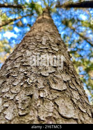 Das Foto zeigt eine Nahaufnahme von Baumrinde, umgeben von Büschen an einem sonnigen Sommertag. Stockfoto