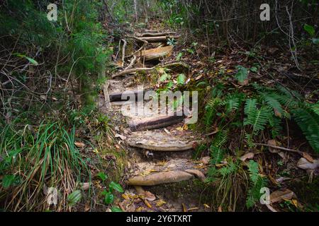 „Navigieren In Der Natur. Holztreppen durchqueren die zerklüftete Landschaft und führen die Wanderer durch das anspruchsvolle Gelände des Garden of Eden Trail.“ Stockfoto