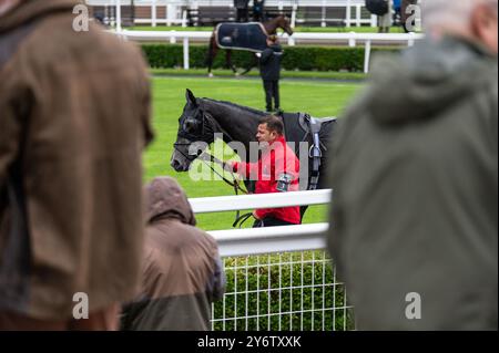 Newmarket, Großbritannien. September 2024. Ein Pferd, das vor dem Rennen auf dem Paradegelände herumlief. Das Cambridgeshire Meeting findet an drei Tagen auf den Newmarket Racecourses statt und ist eines der wichtigsten Veranstaltungen der Herbstsaison. Quelle: SOPA Images Limited/Alamy Live News Stockfoto