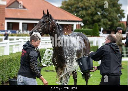 Newmarket, Großbritannien. September 2024. Ein Pferd, das nach dem Rennen gewaschen wird. Das Cambridgeshire Meeting findet an drei Tagen auf den Newmarket Racecourses statt und ist eines der wichtigsten Veranstaltungen der Herbstsaison. Quelle: SOPA Images Limited/Alamy Live News Stockfoto