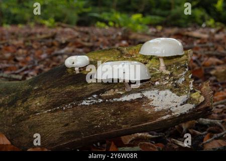 Drei Porzellanpilze, weiße Pilze mit einer durchscheinenden Kappe, auf einem verrotteten Zweig Stockfoto