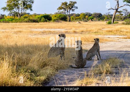 Geparde HNP046 und ihre beiden Jungen HNP104 und HNP105 auf der Suche nach geeigneten Beute im Ngweshla Pan Area des Hwange Nationalparks Stockfoto