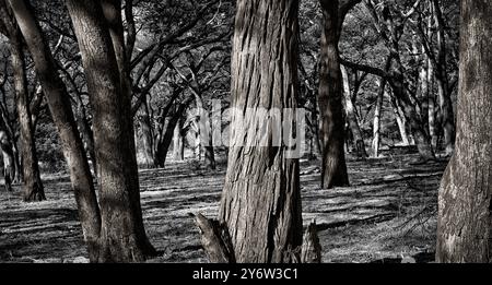 Akazie, Teakwald in der Nähe von Dopi Pan im Hwange Nationalpark, Simbabwe Stockfoto