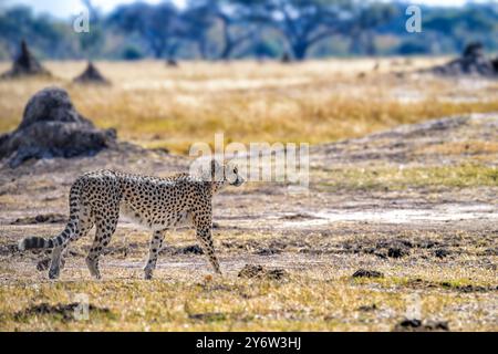 Geparden auf der Jagd in der Ngweshla-Ebene im Hwange-Nationalpark Simbabwe Stockfoto