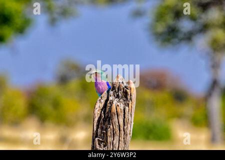 Fliederbrust auf einem toten Baumstumpf in der Ngweshla Pan im Hwange-Nationalpark Stockfoto