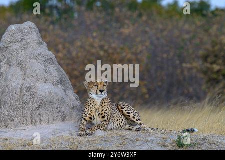 Gepard HNP046 liegt neben einem Termitenhügel im Ngweshla Pan Gebiet des Hwange Nationalparks Stockfoto