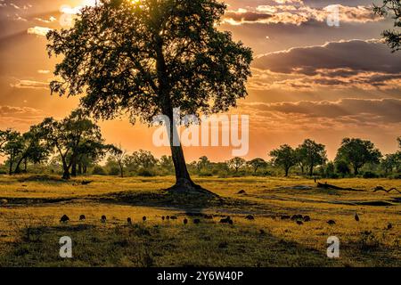 Die Sonne untergeht, während Perlhühner unter einem Baum in der Nähe der Makwa-Pfanne im Hwange-Nationalpark nach Nahrung suchen Stockfoto