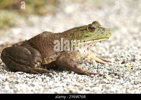 Amerikanischer Bullfrosch (Lithobates catesbeianus), früher bekannt als (Rana catesbeiana) - großes erwachsenes Weibchen - Seitenansicht auf einem Kiesweg. Stockfoto