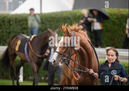 Newmarket, Großbritannien. September 2024. Pferde, die vor dem Rennen um den Paradering gingen. Das Cambridgeshire Meeting findet an drei Tagen auf den Newmarket Racecourses statt und ist eines der wichtigsten Veranstaltungen der Herbstsaison. (Foto: David Tramontan/SOPA Images/SIPA USA) Credit: SIPA USA/Alamy Live News Stockfoto