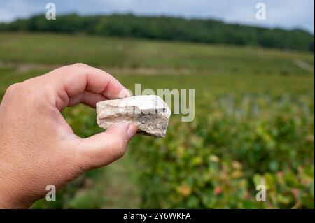 Hand mit einer Probe von weißen Kreidesteinen Boden von Grand Cru Champagnerweinen der Cote des Blancs in der Nähe des Dorfes Cramant und Avize, Champagne, Frankreich Stockfoto