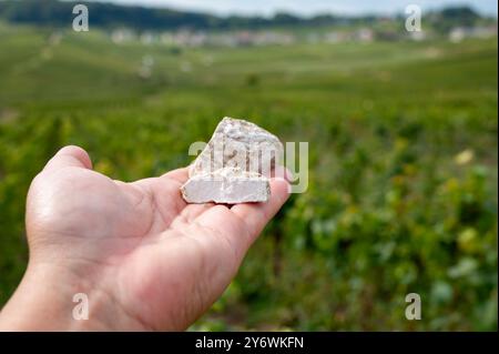 Hand mit einer Probe von weißen Kreidesteinen Boden von Grand Cru Champagnerweinen der Cote des Blancs in der Nähe des Dorfes Cramant und Avize, Champagne, Frankreich Stockfoto