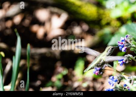 Der kleine akrobat der Natur schlürft an der Süße der leuchtenden Blüten. Stockfoto