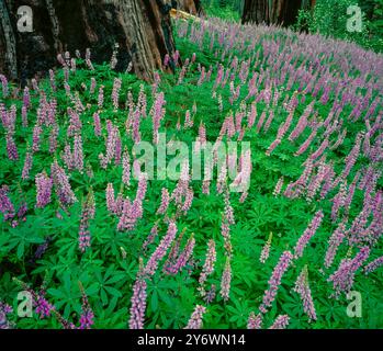 Lupine, Redwood Berg, Kings Canyon National Park, Kalifornien Stockfoto