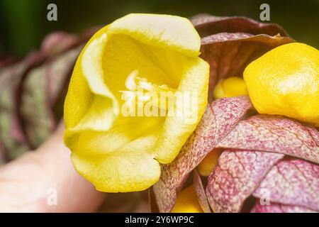 Nahaufnahme der wilden Weinkellerei Gmelina philippensis Charm Blume. Stockfoto