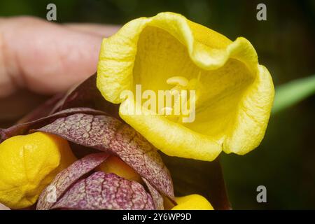 Nahaufnahme der wilden Weinkellerei Gmelina philippensis Charm Blume. Stockfoto