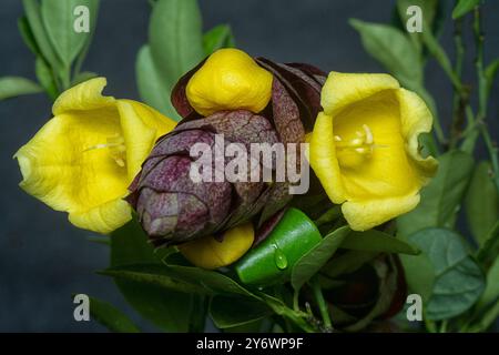 Nahaufnahme der wilden Weinkellerei Gmelina philippensis Charm Blume. Stockfoto