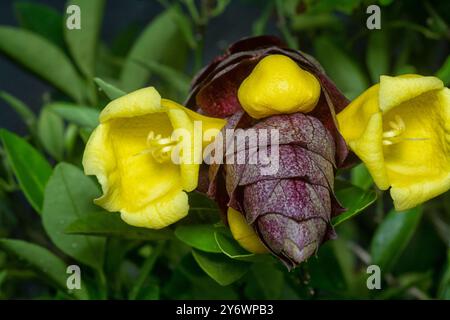 Nahaufnahme der wilden Weinkellerei Gmelina philippensis Charm Blume. Stockfoto