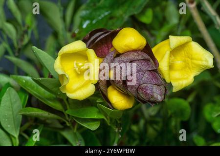 Nahaufnahme der wilden Weinkellerei Gmelina philippensis Charm Blume. Stockfoto