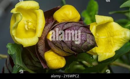 Nahaufnahme der wilden Weinkellerei Gmelina philippensis Charm Blume. Stockfoto