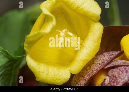 Nahaufnahme der wilden Weinkellerei Gmelina philippensis Charm Blume. Stockfoto