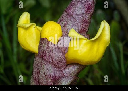 Nahaufnahme der wilden Weinkellerei Gmelina philippensis Charm Blume. Stockfoto