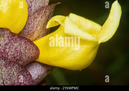 Nahaufnahme der wilden Weinkellerei Gmelina philippensis Charm Blume. Stockfoto