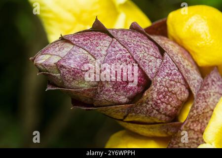 Nahaufnahme der wilden Weinkellerei Gmelina philippensis Charm Blume. Stockfoto