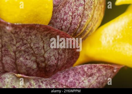 Nahaufnahme der wilden Weinkellerei Gmelina philippensis Charm Blume. Stockfoto