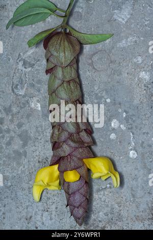 Nahaufnahme der wilden Weinkellerei Gmelina philippensis Charm Blume. Stockfoto