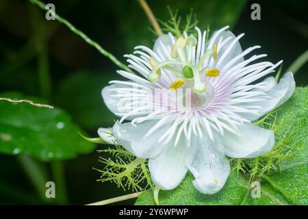 Nahaufnahme der Passiflora foetida Frucht und Blüte. Stockfoto