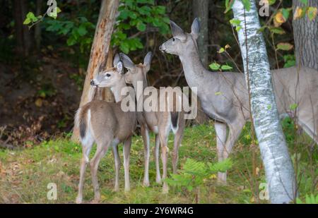 Weißschwanzhirsche und RehRehkitze schauen sich vorsichtig um, während sie im Wildniswald von Minnesota nach Nahrung suchen. Stockfoto