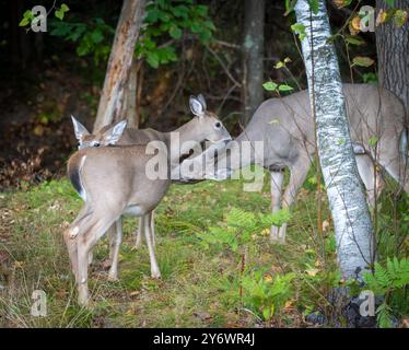 White Tail Deer Doe züchtet zwei Rehe im Wildniswald von Minnesota. Stockfoto