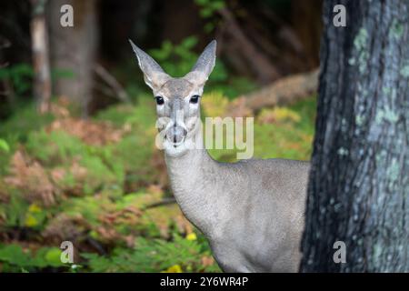 Wildschwanzhirsche im Wald, der sich um einen Baumstamm im Wildniswald von Minnesota erhebt. Stockfoto