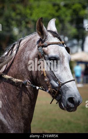 Ein Pferd mit einem Zaumzeug auf dem Kopf. Der Zaum ist braun und hat einen schwarzen Nasenband Mangalarga Marchador Stockfoto