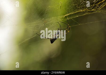 Eine Spinne hängt an einem Netz. Die Spinne ist braun und schwarz. Das Netz besteht aus Seide Stockfoto