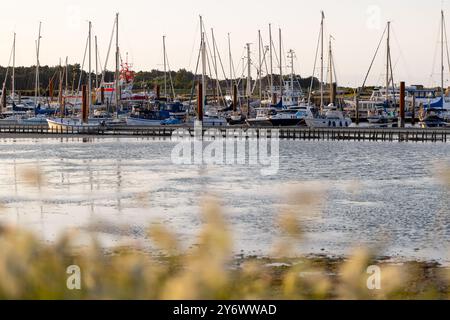 Die Segelboote liegen friedlich im Yachthafen, während die Sonne untergeht und goldenes Licht über das Wasser wirft, während grasbewachsene Pflanzen sanft in der Nähe schwanken. Stockfoto