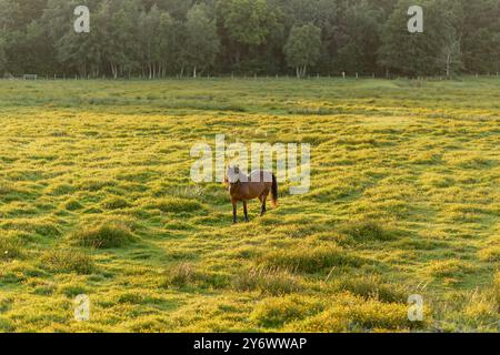 Ein braunes Pferd weidet friedlich auf einer weitläufigen grünen Wiese voller Wildblumen. Das sanfte Licht des Sonnenuntergangs wirft ein warmes Licht über die Landschaft, cr Stockfoto