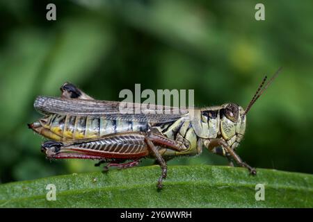 Rotbeingrasschrecken (Melanoplus femurrubrum) Stockfoto