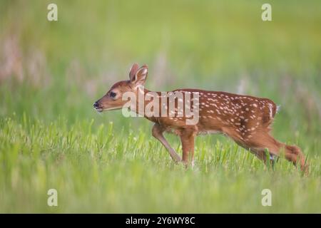 Weißschwanzkitz an einem Maiabend im Norden von Wisconsin. Stockfoto