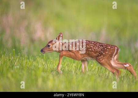 Weißschwanzkitz an einem Maiabend im Norden von Wisconsin. Stockfoto