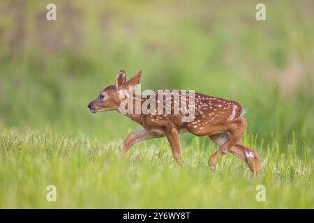 Weißschwanzkitz an einem Maiabend im Norden von Wisconsin. Stockfoto