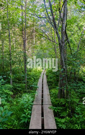 Promenade durch dichten Wald Stockfoto