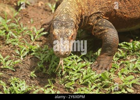 Ein junger Komodo-Drache, der auf dem Gras krabbelt, während er seine Zunge rausstreckt Stockfoto