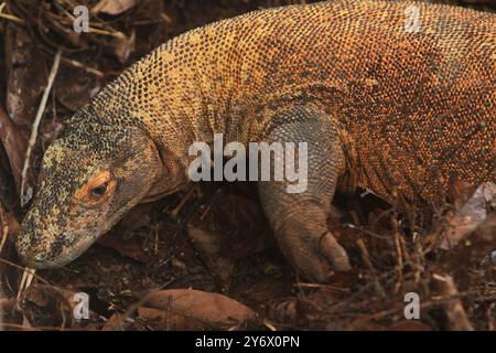 Ein junger Komodo-Drache, der auf dem Gras krabbelt, während er seine Zunge rausstreckt Stockfoto