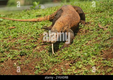 Ein junger Komodo-Drache, der auf dem Gras krabbelt, während er seine Zunge rausstreckt Stockfoto