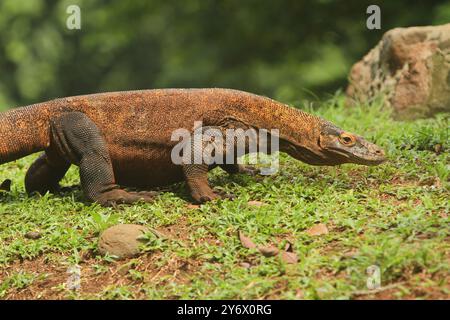 Ein junger Komodo-Drache, der morgens allein auf dem Gras krabbelt Stockfoto