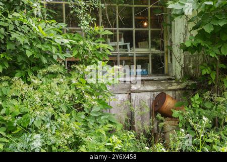 Antike Objekte und Kuriositäten, die auf Regalen durch Glasfenster auf alten weiß bemalten Holzplanken mit grünen Weinstöcken zu sehen sind. Stockfoto