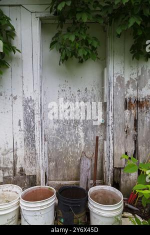 Plastikeimer gefüllt mit Regenwasser vor der seitlichen Eingangstür auf alten weiß lackierten Holzplanken Scheune, die im Frühjahr mit grünen Weinstöcken bedeckt ist. Stockfoto