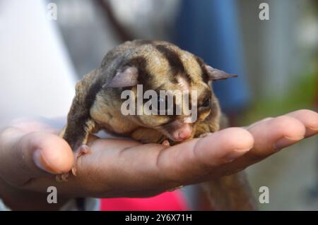 Sugar glider auf der Hand Stockfoto